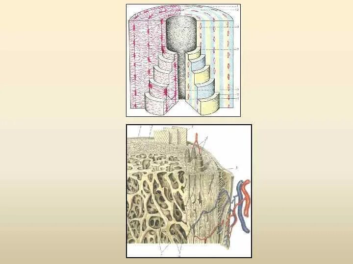 Дентиноидная костная ткань упорядоченность структур. Остеон костный материал. Аппарат Остеон 1. Остеоны челюстей. Остеон 1
