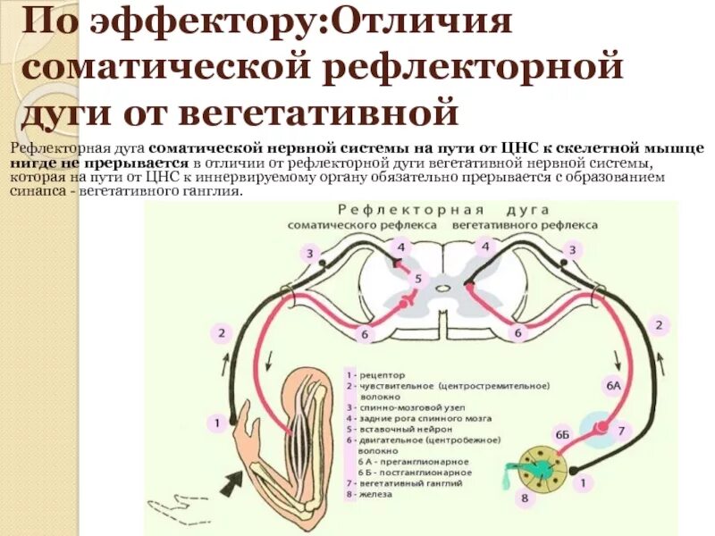 Двухнейронная соматическая рефлекторная дуга. Схема рефлекторной дуги соматического рефлекса. Рефле корная дуга соматического и вегетивного. Парасимпатическая рефлекторная дуга схема.