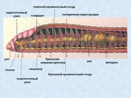 Брюшная цепочка у червей