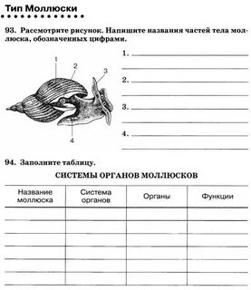 Проверочная работа по моллюскам 7 класс