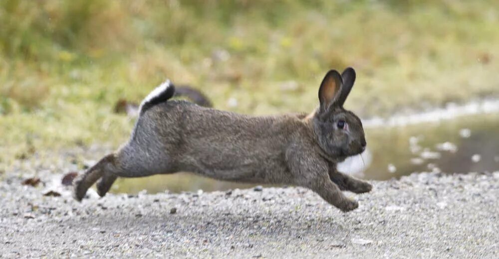 Кролик бежит. Кролик прыгает. Заяц бегает. Кролик убегает.