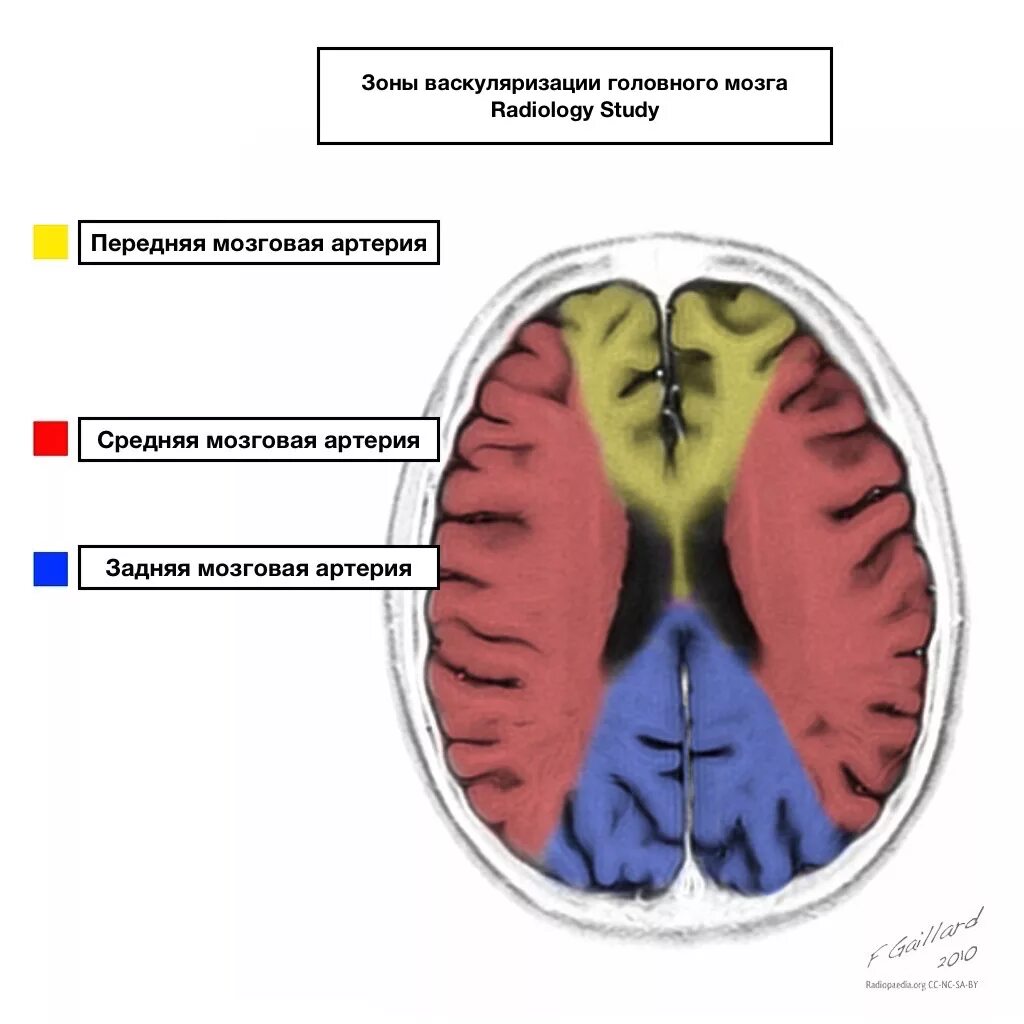 Сма мозга. Бассейны кровоснабжения головного мозга. Бассейн СМА головного мозга схема. Зоны кровоснабжение головного мозга схема. Бассейн передней мозговой артерии.