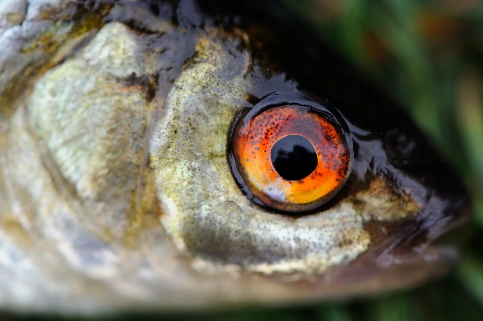 Какие глаза у рыб. Глаз рыбы. Глаз рыбы крупно. Глаза карася. Рыбий глаз рыба.