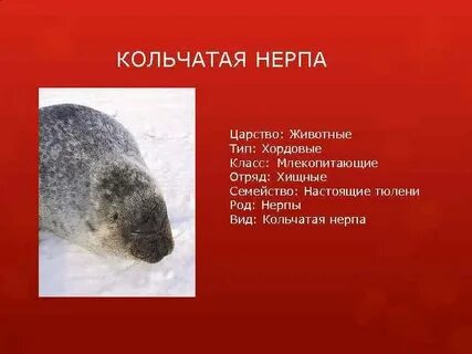 Нерпа красная книга