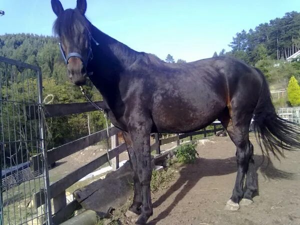Конь г 5. Лошадь 3000. Фото лошадь в городе Худжанде. Купить лошадь в Арсеньев. Купить лошадь за 3000.