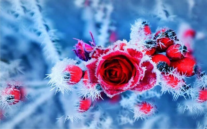 Красные цветы зимние розы. Зимние голубые розы. Цветы зимние розовые много. Заставка роза на снегу. Зима синее и розовое.