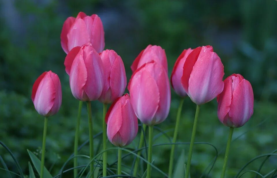 Tulip 2