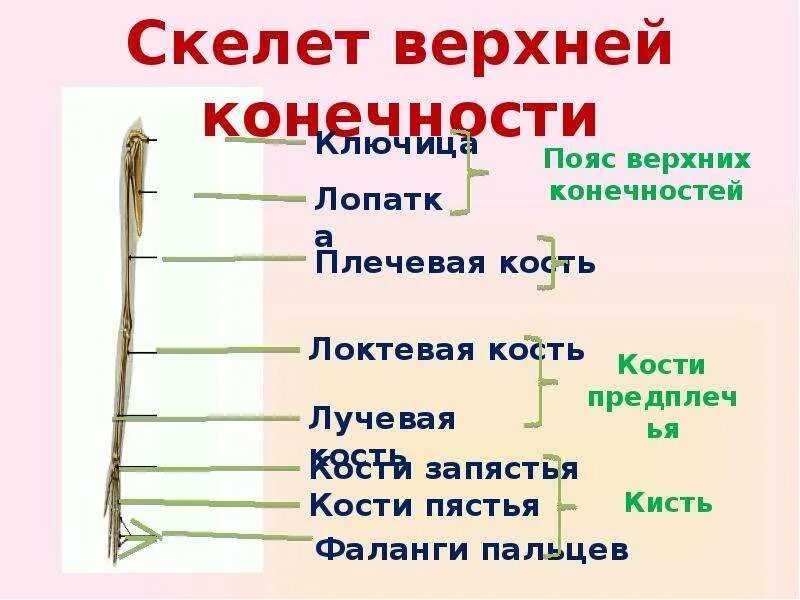 Таблица скелет верхних конечностей. Кости человека презентация 8 класс. Строение скелета человека. Строение скелета презентация. Строение скелета 8 класс.