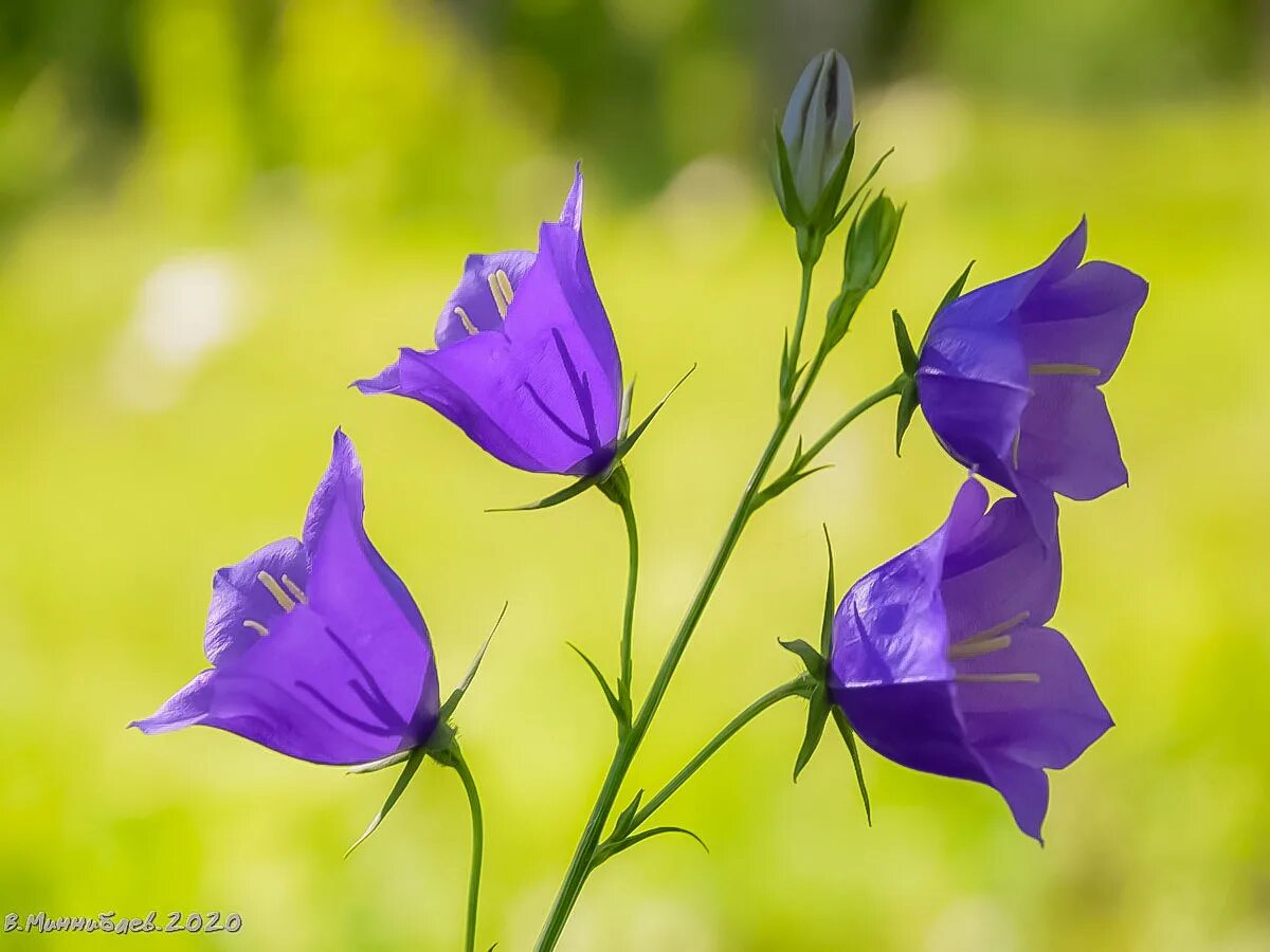 Pin by Ната Гулиева on Обои,фоны,рисунки для телефона. Blue bell flowers, Pink f