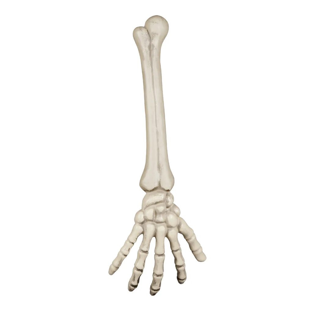 Кости руки. Кость руки. Скелет руки. Скелет руки человека. Кости скелета рук
