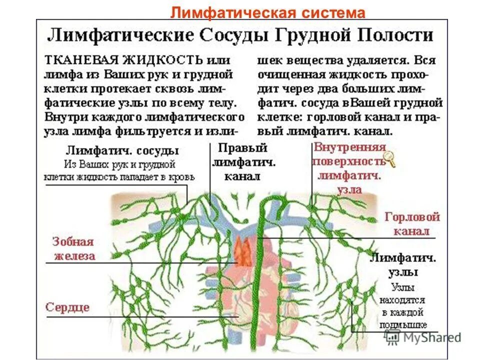 Лимфоотток в организме. Лимфатическая система, функции, строение лимфатического сосуда.. Лимфатическая система грудной клетки лимфоузлы. Лимфатическая система сосуды органы. Лимфатические узлы и сосуды схема.