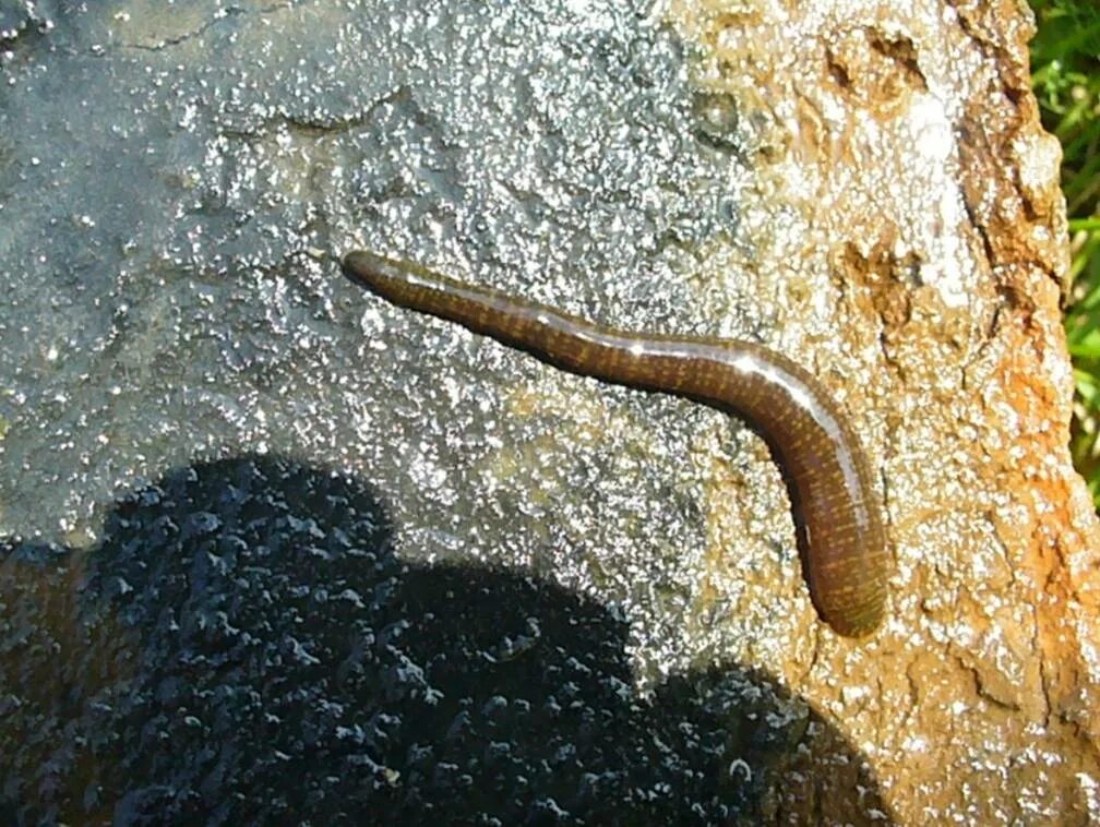 Черви обитающие в воде