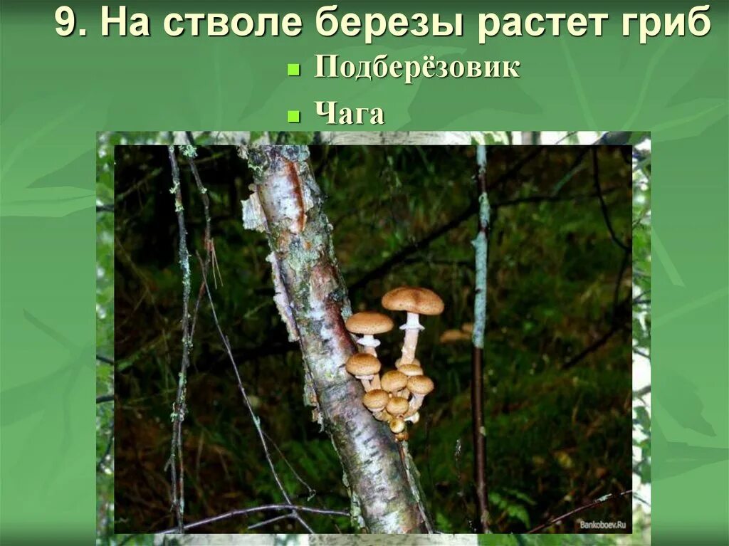 Гриб трутовик на березе. Гриб чага белый. Почвенная грибница это в биологии. У старой березы вырос огромный гриб словосочетания. Гриб трутовик березовый.