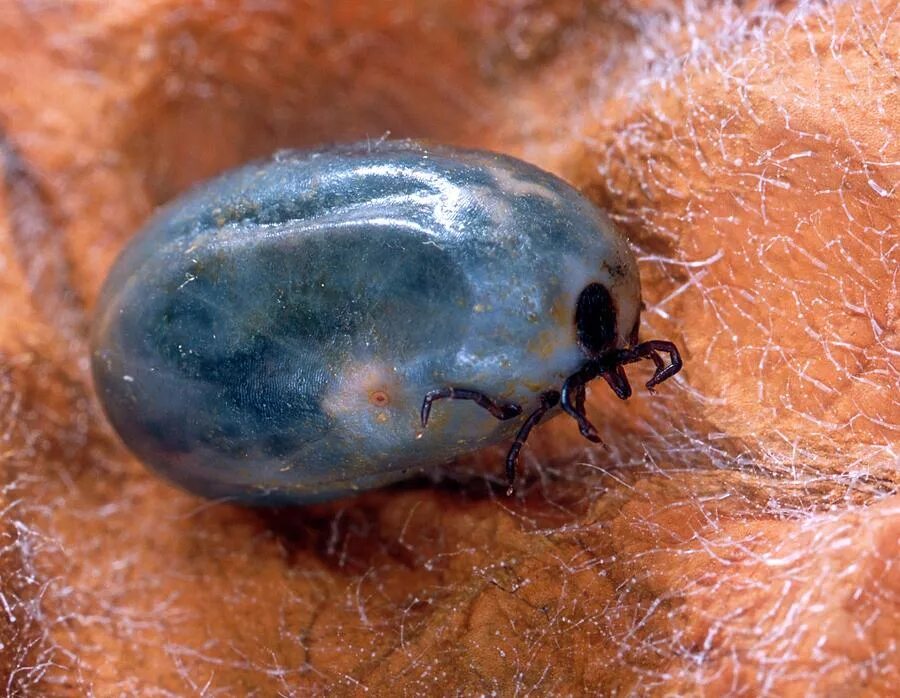 Ixodes vespertilionis.