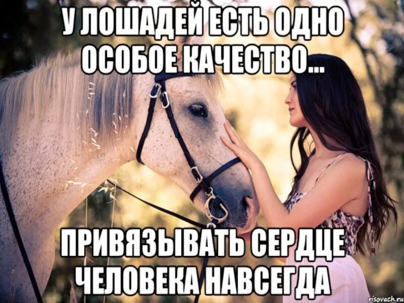 Афоризмы про лошадей. Цитаты про лошадей. Цитаты про коней. Почему именно конь