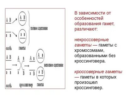 В каком процессе образуются гаметы
