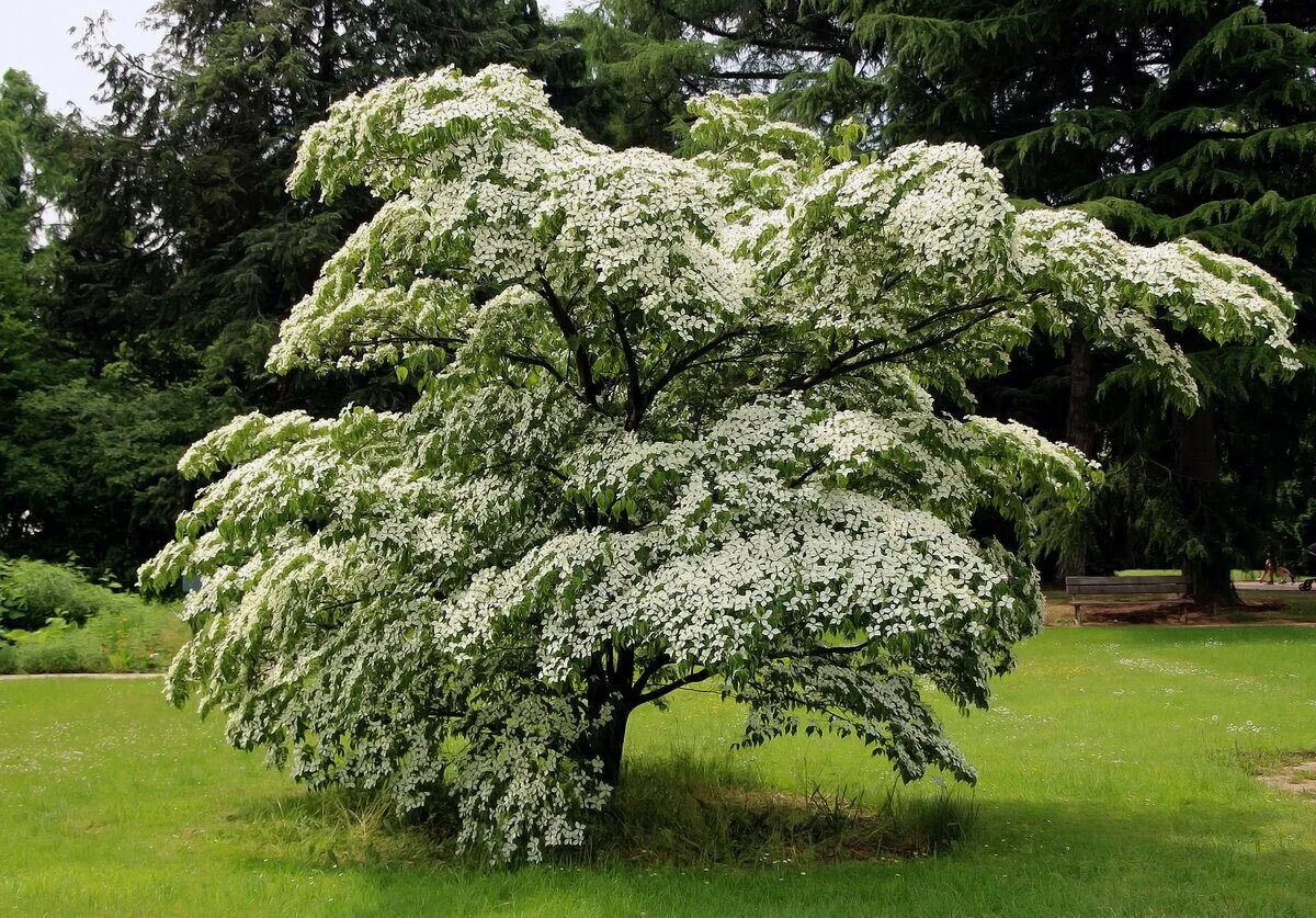 Собранные лиственных. Дерен Коуза / Cornus Kousa. Дерен Коуза (Cornus Kousa chinensis p9). Дерен (Cornus Kousa chinensis). Дёрен Коуза (кизил японский). Cornus Kousa.