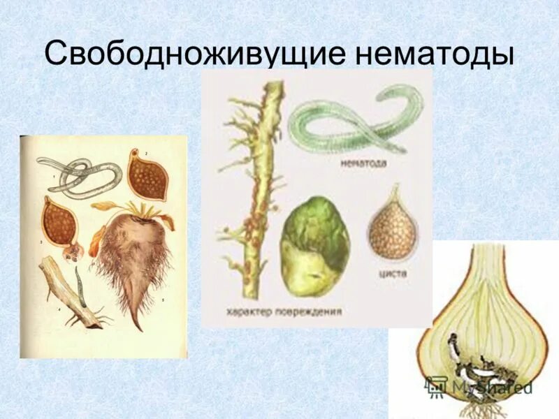 свободноживущие круглые черви представители. свободноживущие круглые черви. свободноживущие нематоды. свободноживущие круглые черви. паразитические и свободноживущие черви.