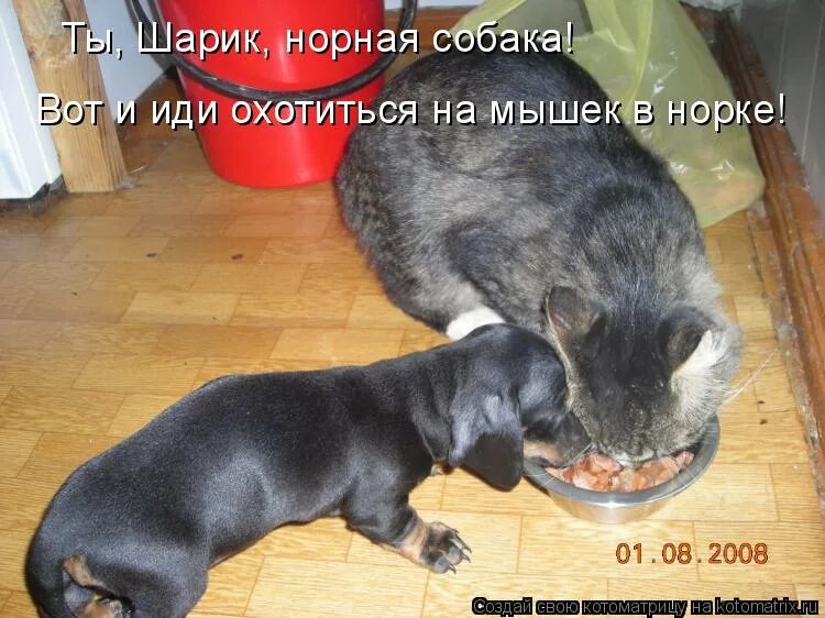 кино ловит мыша. котенок и хозяйка. лучше уж гнет кошки чем справедливость мышей. кошка на охоте. я не буду растет рога.