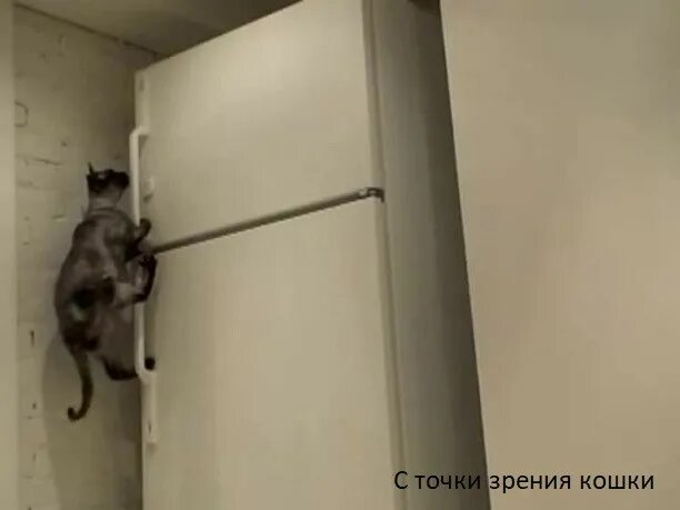 Кот открыл кран. Кошачий холодильник. Кот открывает дверь. Кот за холодильником. Уникальные холодильники кот.