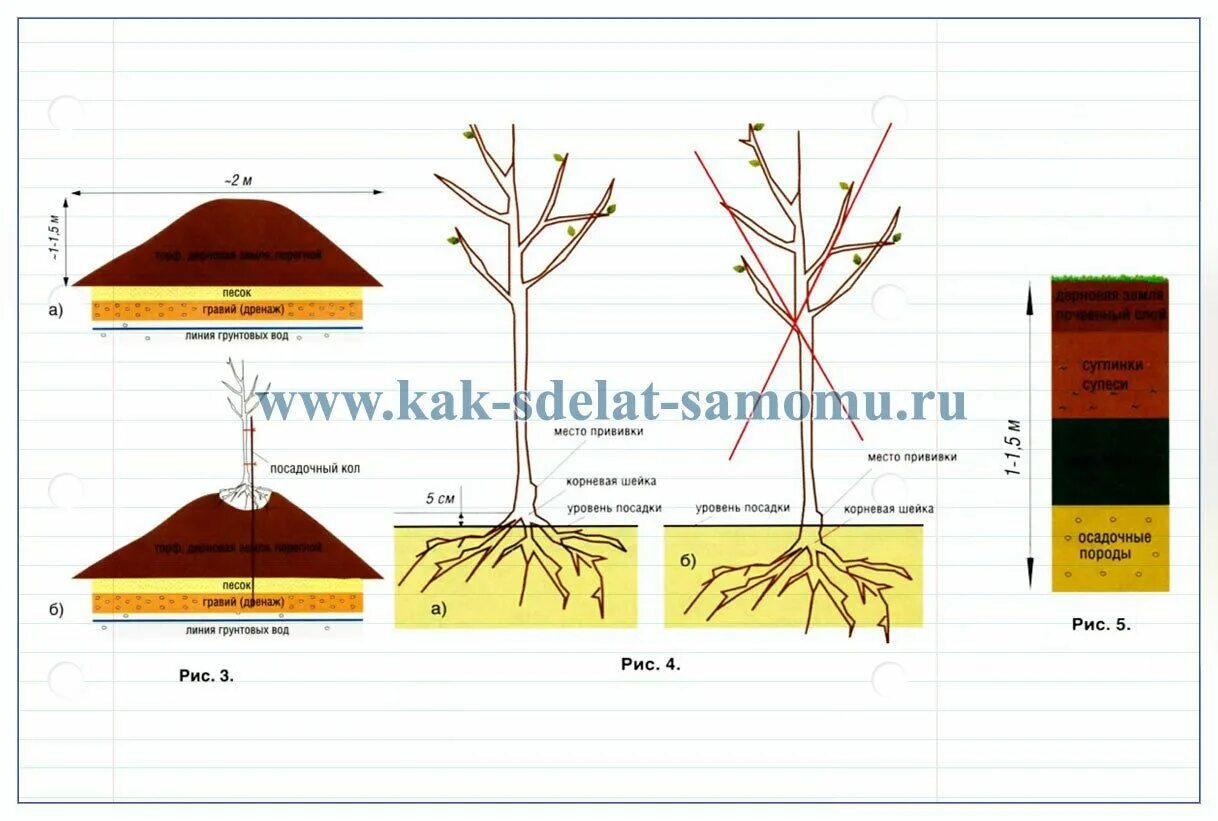Корневой уровень. Посадка яблонь в грунт с высоким уровнем грунтовых вод. Дренаж для посадки плодовых деревьев. Посадка яблони на холм при высоких грунтовых Водах. Посадка деревьев при высоком уровне грунтовых вод.