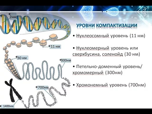 Спирализация хромосом это. Схема различных уровней компактизации хроматина. Уровни компактизации ДНК В хромосоме. Компактизация хромосом уровни. Уровни компактизации генетического материала.