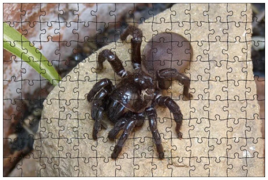 Pamphobeteus ultramarinus L3/4 (3000 рублей). Фотография из альбома Pamphobeteus