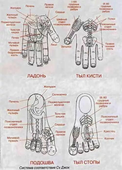 Су джок академия сайт. Су Джок терапия точки на стопах. Су Джок проекция органов на стопе. Точки на руках акупунктура ,Су-Джок. Су-Джок массажер схема.