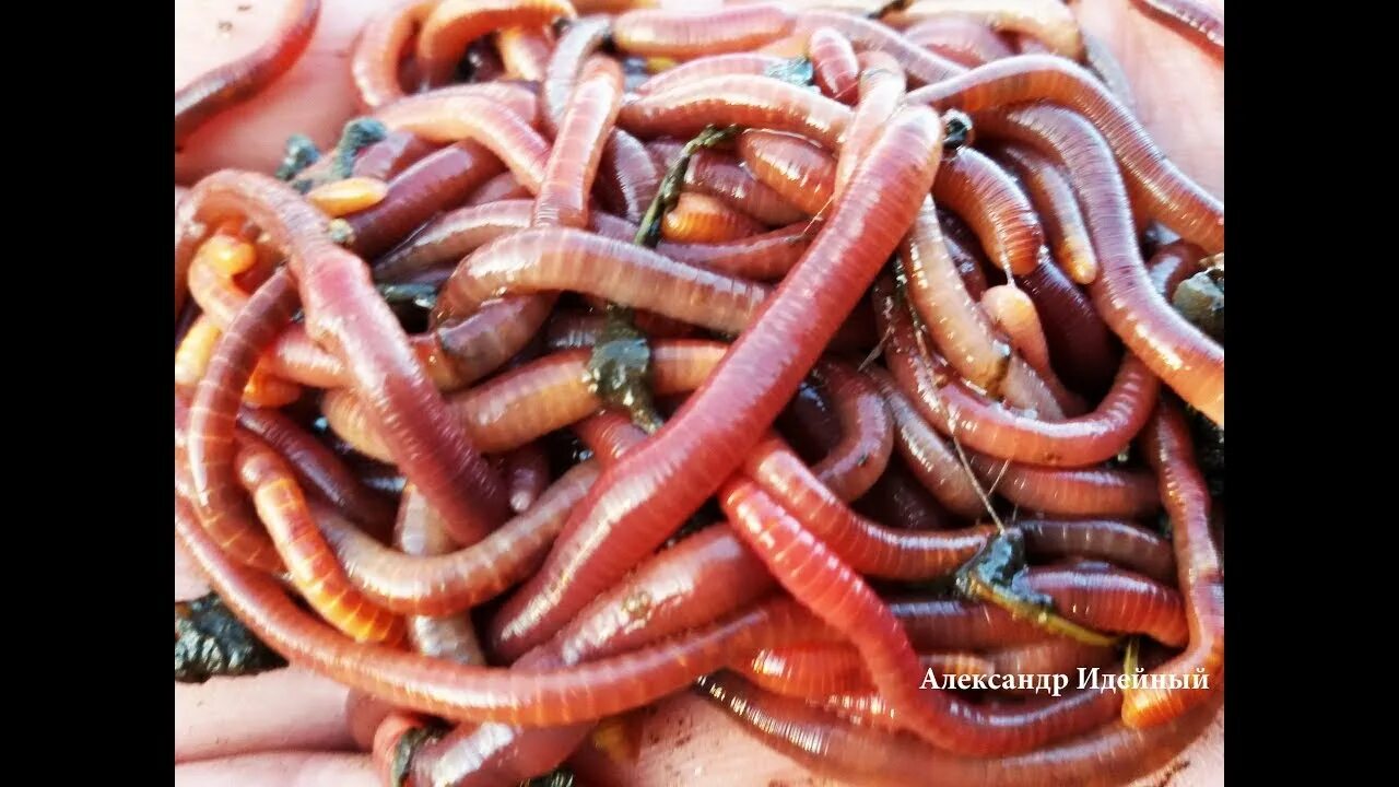 Червяк зимой. Mesenchytraeus solifugus. Дождевые черви в почве. Червяк зимой. Дождевые черви рыхлят землю.