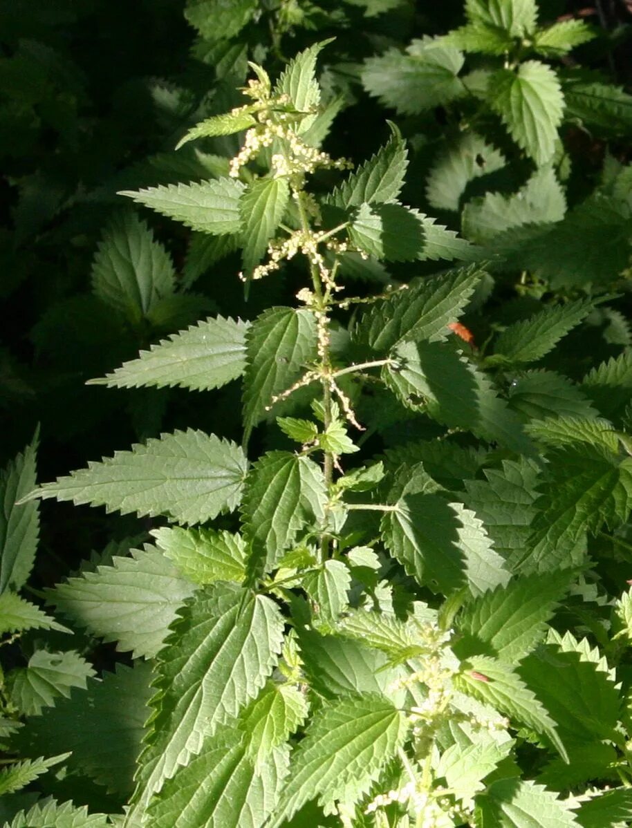 Крапива двудомная. Крапива (Urtica dioica). Крапива двудомная (urtiсadioica). Листья крапивы двудомной.