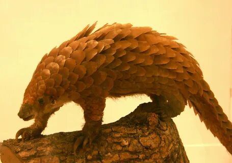 p The tragic photo that Hilton took of the frozen pangolins shows us that i...