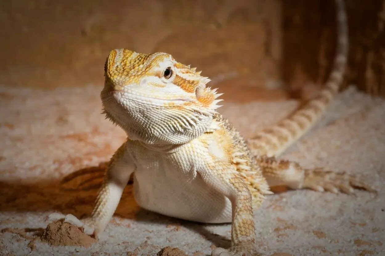 Бородатая агама дракон. Pogona vitticeps бородатая агама. Ящер бородатая агама.