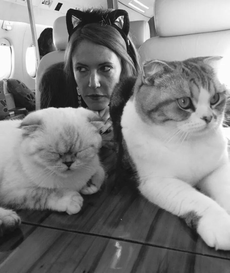 Swift cat