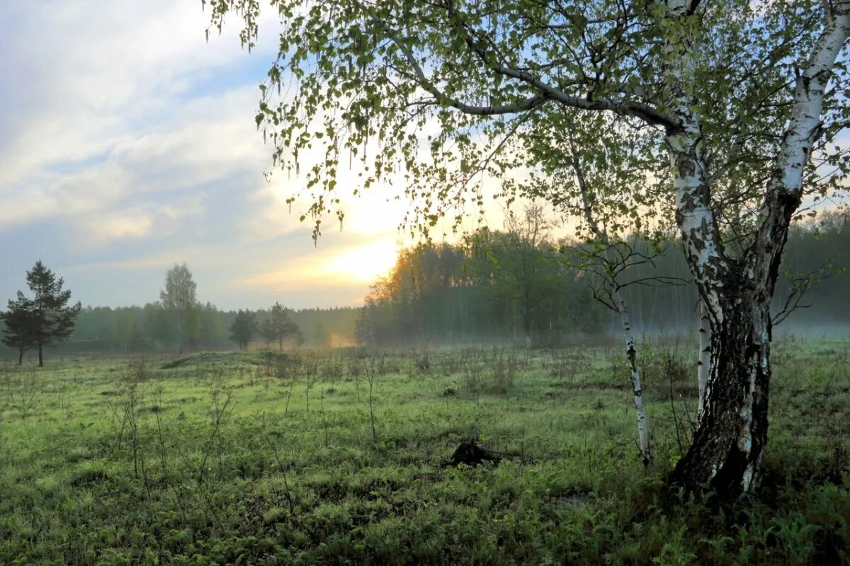 Береза на поляне. Березы вдалеке. Рассвет в березовой роще. Россия поля березы. Березы.