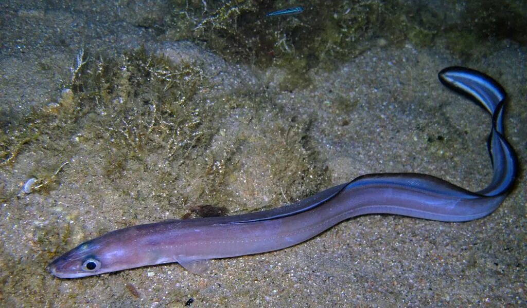 Угорь Конгер. Морской угорь Conger Conger. Европейского угря (Anguilla Anguilla). Новозеландский длинноплавниковый Речной угорь.