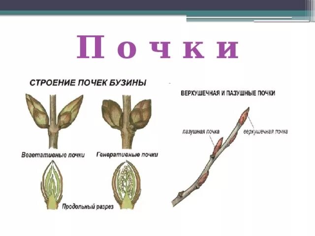 Внешнее строение почки тополя рисунок. Строение почки дерева. Внутреннее строение почек деревьев. Внутреннее и внешнее строение почки тополя.