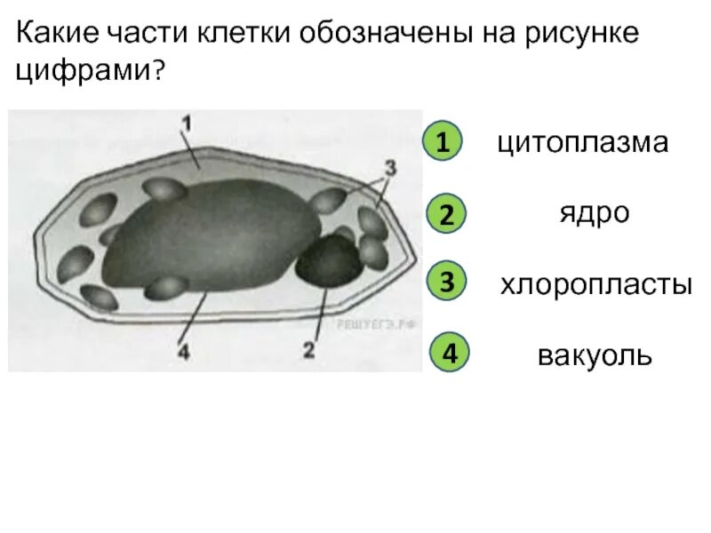 Клетка впр. Какие части клетки. Какие части клетки обозначены цифрами. Рассмотрите клетку. Части клетки, обозначенные цифрами.