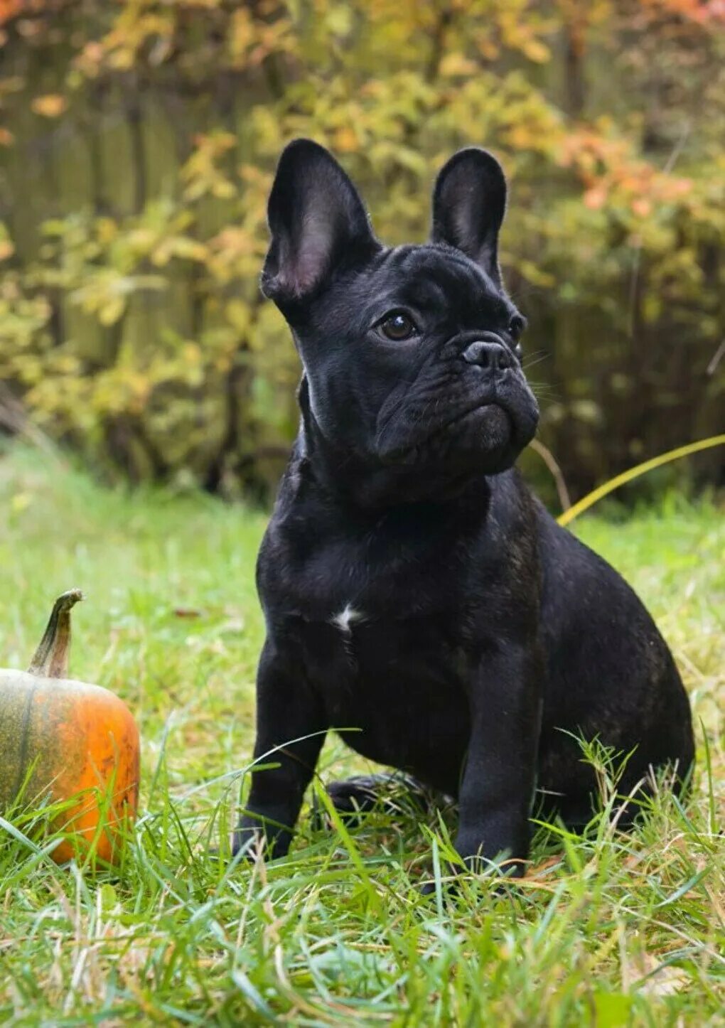 Французский бульдог черный солид. Французский бульдог черный. Французский бульдог породы собак. Фото черного бульдога. Фото черного бульдога.