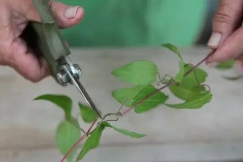 Как посадить клематис черенком