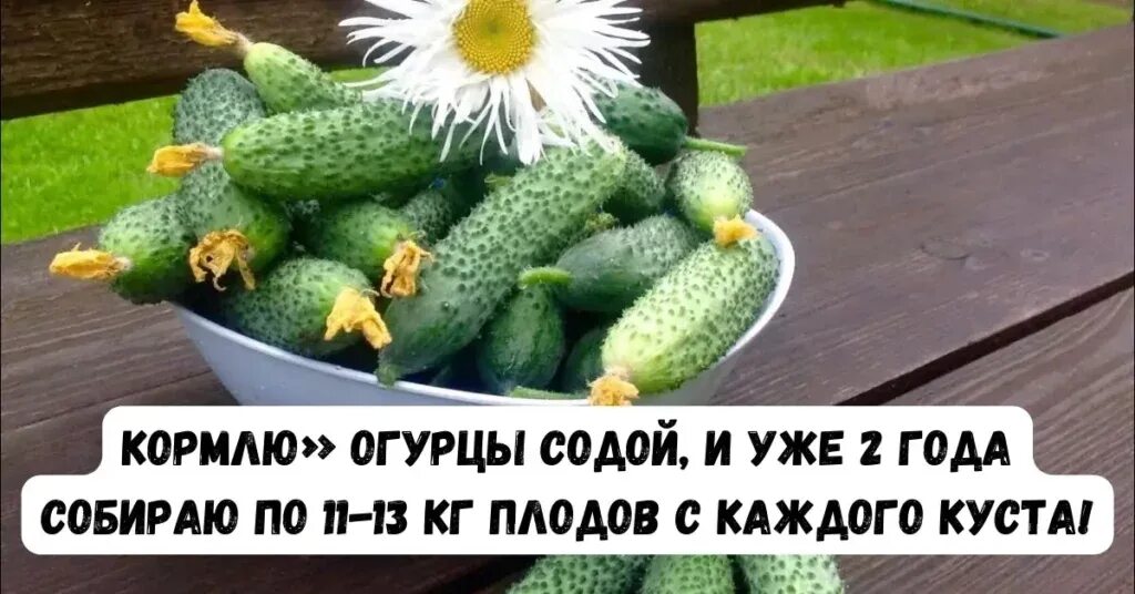 Сад пищевой соды. Можно ли подкармливать огурцы содой пищевой. От мучнистой росы на огурцах препараты. Удобрение для огурцов. Можно ли подкармливать огурцы содой пищевой.