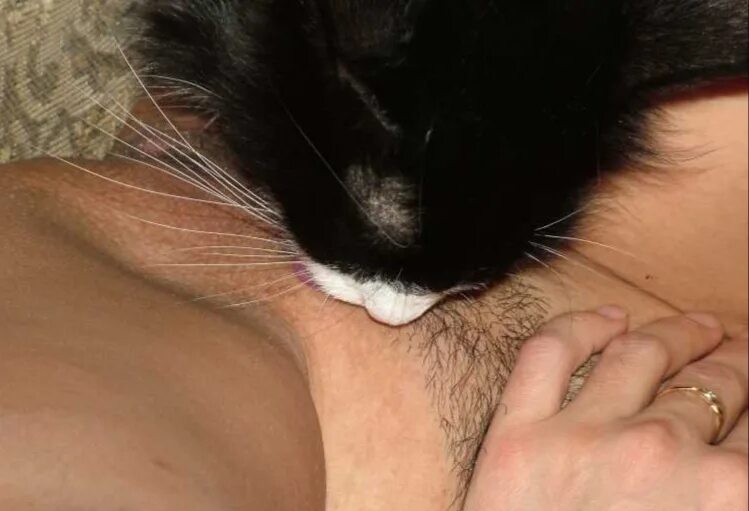 Кошка Вылизывает Пизду Порно