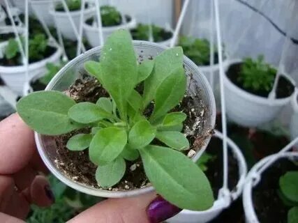 Посев семян петунии на снег. Посев петунии на снег. Наперстянка пурпурная рассада. Стратификация петуний. Посев вербены на рассаду.