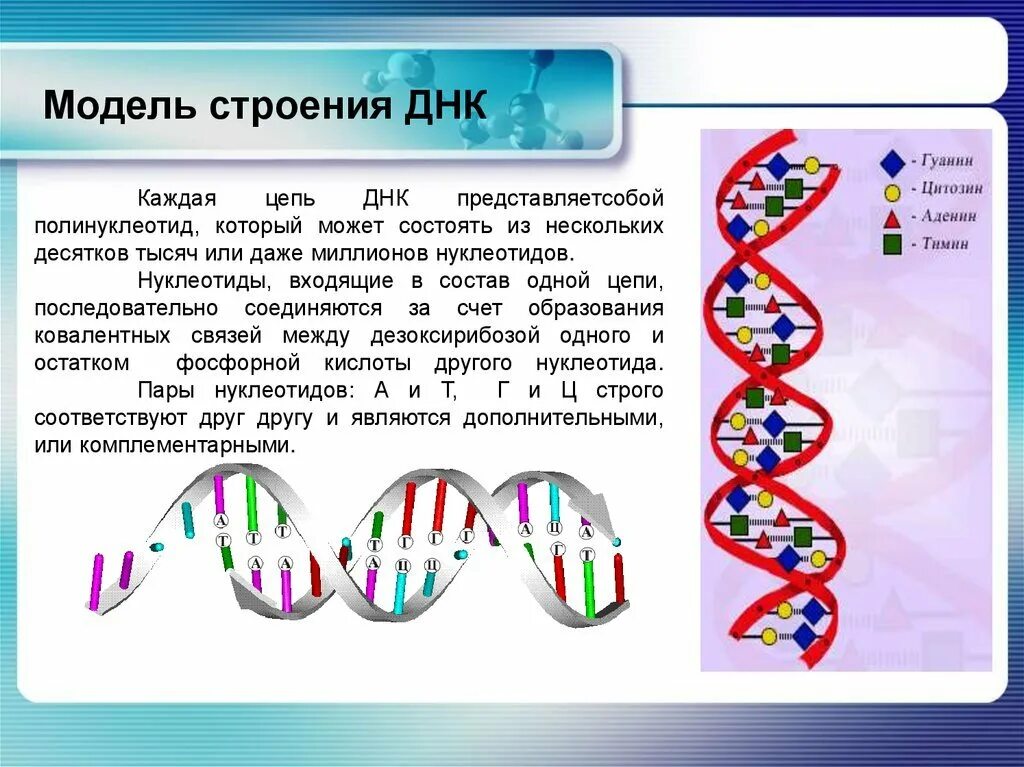 Какого структура днк. Структура молекулы ДНК схема. Структура молекулы ДНК кратко. Цепочка ДНК структура. Строение нуклеиновых кислот ДНК И РНК.