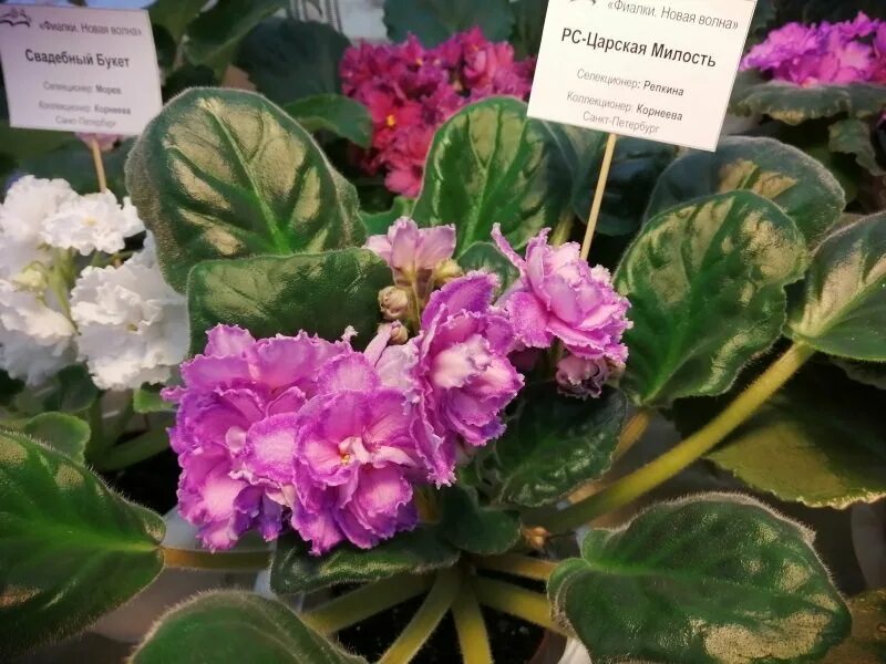 Выставка фиалок в спб 2022 в кировском универмаге в апреле. Выставка фиалок в спб 2021 на литейном. Универмаг кировский спб выставка продажа герани. Выставка фиалок. Фиалка монте карло.