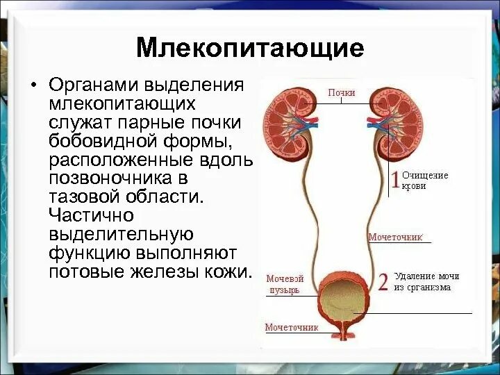 Органы выделения млекопитающих. Выделительная система млекопитающих. Строение и функции выделительной системы млекопитающих. Класс млекопитающие выделительная система.