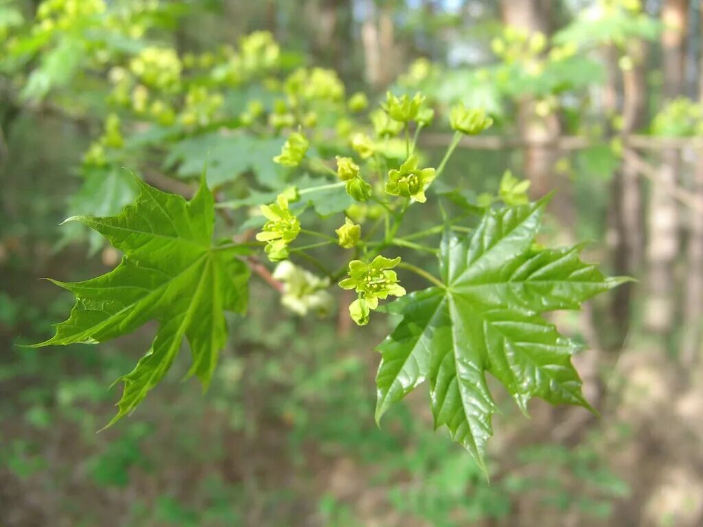 Соцветие клена остролистного. Соцветие клена американского. Тип соцветия клена. Клён остролистный сорняк. Тип соцветия клена.