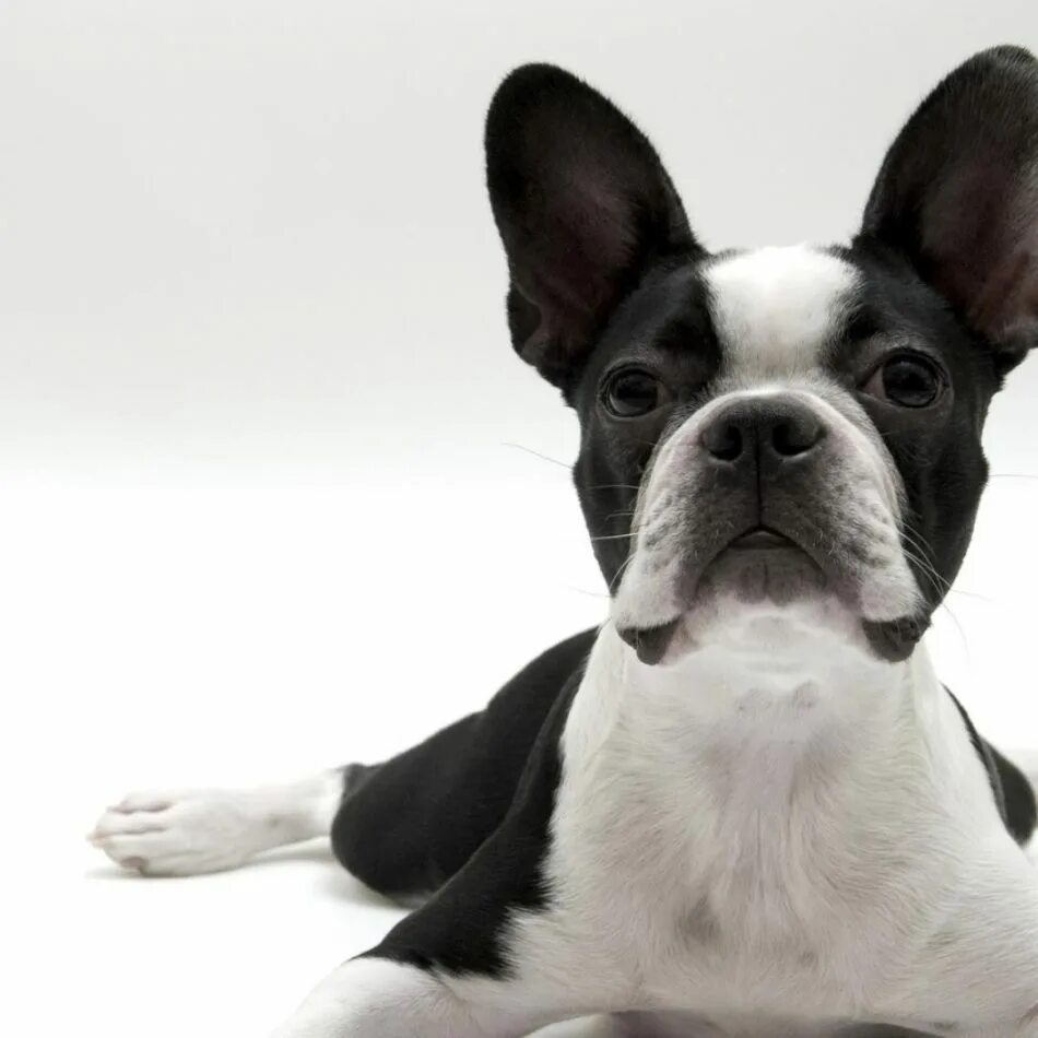 Perfect stance Boston terrier, Terrier, Boston terrier dog