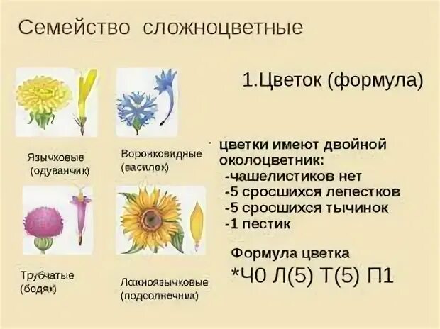 Соцветия первого типа имеет одуванчик. Семейство Сложноцветные формула цветка. Формула цветка сложноцветных растений. Рисунок цветка семейства Астровые формула. Формула семейства Сложноцветные формула цветка.