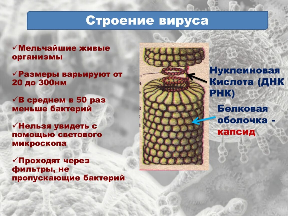 Строение вируса. Строение вирусов биология. Вирусы строение вирусов. Презентация по биологии вирусы.