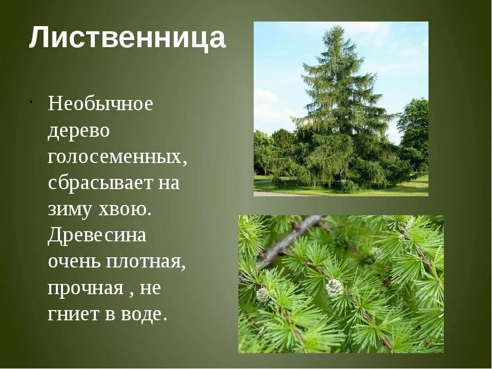 Роды хвойных. Лиственница Сибирская Голосеменные. Лиственница голосеменное. Лиственница голосеменное растение. Хвойные Голосеменные растения.